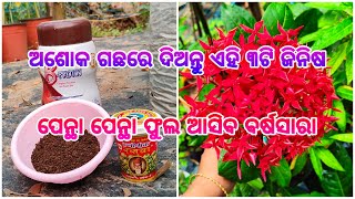 ଅଶୋକ ଗଛରେ ବର୍ଷସାରା ଆସିବ ପେନ୍ଥା ପେନ୍ଥା ଫୁଲ ll ଏହି ୩ଟି ଜିନିଷ ଦେଇଦିଅନ୍ତୁ ll Ixora Plant Care tips