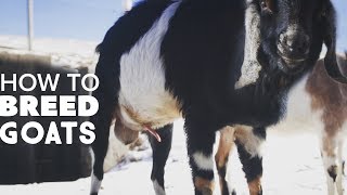 How To Breed Goats