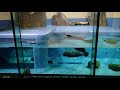 20211004 鳥羽水族館 03 バイカルアザラシ