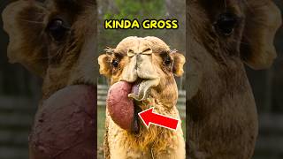 Why Camels Spit Out Their Organs😨