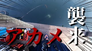 【怪魚を求めて】アカメ釣るまで帰れません！＃2【高知遠征】