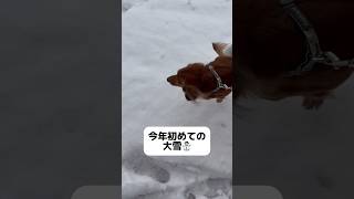 今年初めての大雪に散歩してみたら、、、#shorts