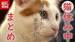 【癒やし猫まとめ】疲れた時にフミフミしてくれるネコ/寝ている姿が無防備すぎる猫/遊び疲れて子猫が寝落ち　など