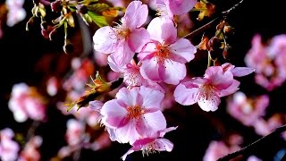 大宮住吉神社の河津桜と西光寺のしだれ梅　〜埼玉県坂戸市〜