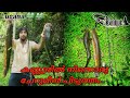 കണ്ണൂരിൽ നിന്നൊരു ചേറുമീൻ പിടുത്തം/snakehead fishing in kannur