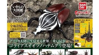 『かぶとむし03』いきもの大図鑑 コンプリート開封動画 ガシャポン ガシャガシャ