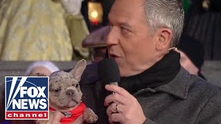 Gutfeld introduces his new puppy, Gus