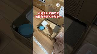 心の声が漏れすぎている子猫さん｜PECO #子猫の鳴き声 #茶トラ #子猫 #愛猫家 #子猫のいる生活 #kittenmeowing #redtabby #kitten #kittenlife