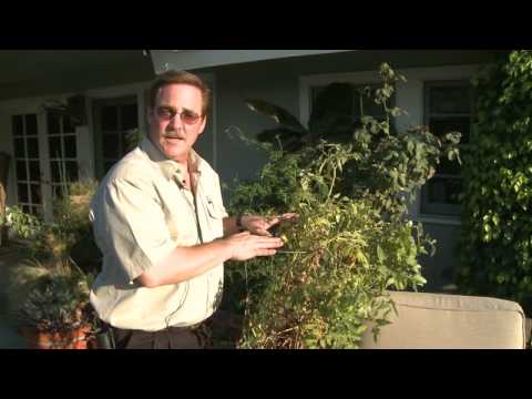 Home & Lawn Pest Control : How to Keep Raccoons Away Home & Lawn Pest Control : How to Keep Raccoons Away