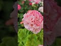 싱그러운 새싹같은 너~~ 위드아너스 제라늄 pelargonium flower 꽃바람