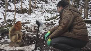 Çinli bilim insanları, altın kalkık burunlu maymunların kış için yağ depoladığını keşfetti