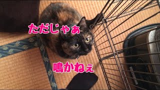 にゃーの可愛い声を届けようと思ったら………