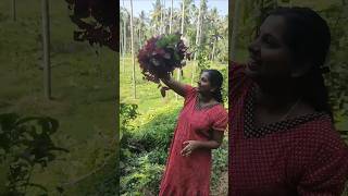 വരു എന്റെ കൃഷിതോട്ടം കാണാം ❣️plz sub\u0026like#spinach #shortsvideo