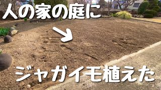 ジャガイモ植え付けから収穫まで