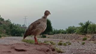 Chakor ki bachi ki awaz | Chakor Partridge kids voice | Pak national birds voice |Chakor chicks call