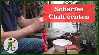 Schärfste Chili ernten und trocken - Carolina Reaper