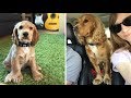 Alfie From Puppy to 2 Years Old - English Cocker Spaniel