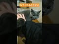 撫でられるのが大好きなブリティッシュショートヘア shorts cat 保護猫 ねこ 猫のいる暮らし 猫好きさんと繋がりたい 猫 cute