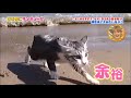 ご主人様が好きな猫