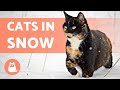 CATS REACTING to SNOW for the First Time ❄️🐈 (FUNNY Videos)