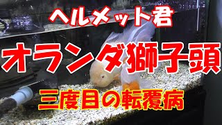 【金魚飼育】オランダ獅子頭転覆病～三度目の正直？