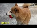 可愛すぎる柴距離を披露してテレビ出演した柴犬 その映像をお披露目