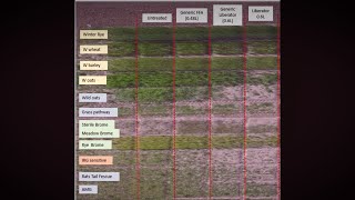 Virtual demo plot tour  - A tour of the weed screen in Edinburgh