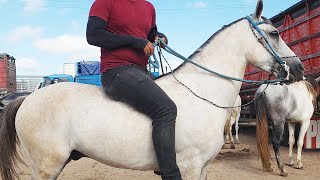 FEIRA DE CAVALOS EM CARUARU-PE  18-02-2025 #nordeste