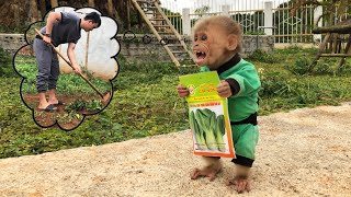 Smart monkey Bon helps his father get seeds to plant