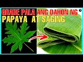 GANITO PALA KARAMI ANG PAKINABANG SA DAHON NG PAPAYA AT SAGING | Bhes Tv