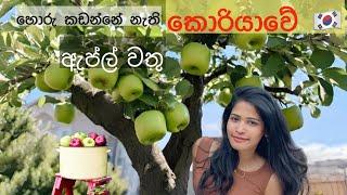 අයිතිකාරයෝ නැති කොරියාවේ 🇰🇷 අමුතු  ඇප්ල් වතු | Apple Picking in South Korea 🇰🇷 | #applepicking