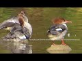 diving birds for food. common merganser life style.ਇਹ ਪੰਛੀ ਲੰਬੇ ਸਮੇਂ ਲਈ ਪਾਣੀ ਚ ਡੁਬਕੀ ਲਾ ਲੈਂਦਾ ਹੈ।