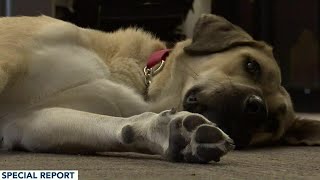 Meet Jessie: The therapy dog who helps Ingham County dispatchers in times of crisis