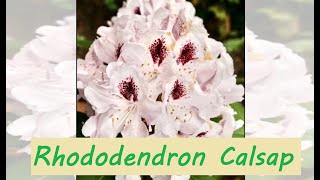 Рододендрон Кальсап (Rhododendron Calsap)