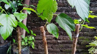 Budidaya Murbei (Long White)