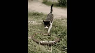 فضول قتل القطة! 🐍 #Cat #Snake #Danger