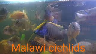 Malawi cichlids aquarium 450 liter