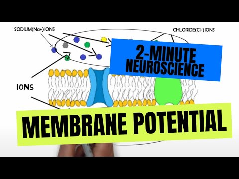 What causes uneven distribution of ions across a cell membrane?