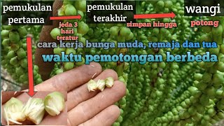 cara paling baik mengerjakan bunga aren muda, remaja dan tua.