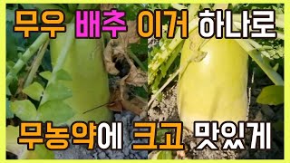 10. 무우 배추 이거 하나로 무농약 친환경으로 크고 맛있게 #천연비료 #무농약 #친환경농업 #식물영양제 #막걸리비료 #텃밭 #전원생활 #채소 #화초 #퇴비 #식물 #식물살충제