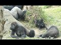 little baby gorilla ringo likes to play with brother jabali. 小金剛猩猩ringo開始會找哥哥玩