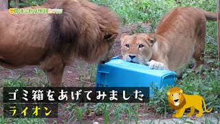 【東山動植物園公式】ライオンにゴミ箱をあげてみました《 ライオン 》