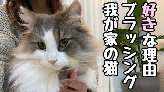 【長毛猫ブラッシング】今では居眠りしながらできるように❗️ノルウェージャン兄弟と保護猫の順番待ちあり（笑）