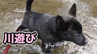 【甲斐犬】一緒に川遊び