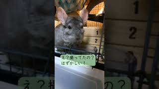 【チンチラ】ドライたんぽぽの葉を食べるマーニーとロキ（Loki and Marnie the chinchillas are eating dried dandelion leaves. )