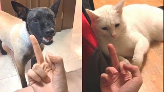 Funny Dogs And Cats Reaction To Middle Finger | Animals Life