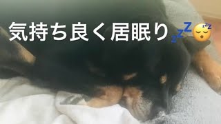 元保護犬・ロットワイラーMille幸せなひととき♡（大型犬）