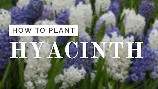 Hyacinth Planting Tutorial