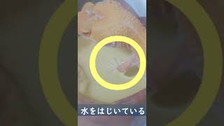 水をはじく撥水仕様のお肌をしたレオパ