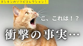 【ヨシキンのソフビコレクション！】こ、これはまさかの！？【掘り出し物？】